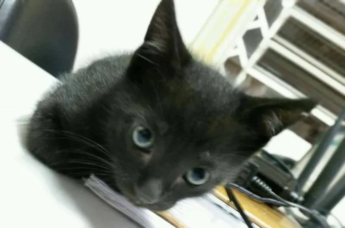 Gato ra a SRD idade Abaixo de 2 meses nome Galieu