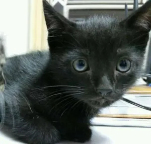 Gato raça SRD idade Abaixo de 2 meses nome Galieu