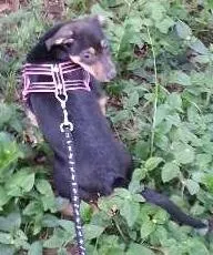 Cachorro ra a SRD idade 2 a 6 meses nome Florzinha