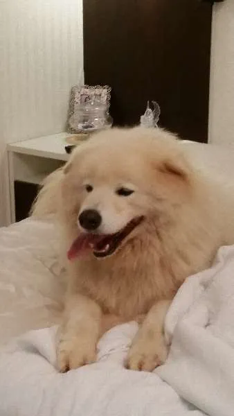 Cachorro raça Samoieda idade 6 ou mais anos nome Logan