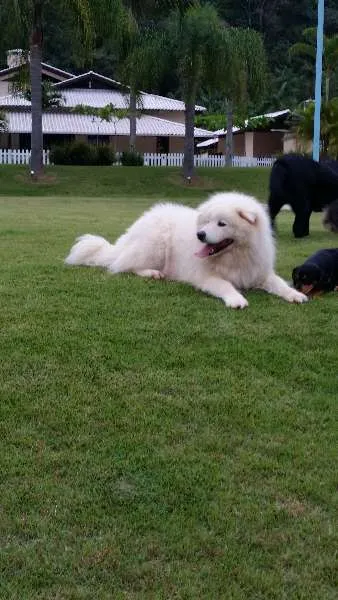 Cachorro raça Samoieda idade 6 ou mais anos nome Logan