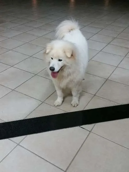 Cachorro raça Samoieda idade 6 ou mais anos nome Logan