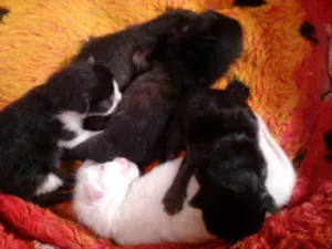 Gato raça  idade Abaixo de 2 meses nome sem nome