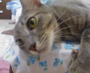 Gato raça SRD idade 3 anos nome Mia