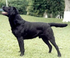 Cachorro raça Labrador idade  nome Fred