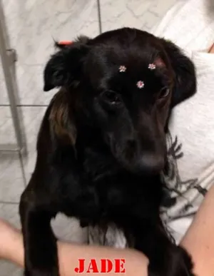 Cachorro raça SRD idade 2 a 6 meses nome JADE