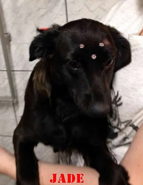 Cachorro ra a SRD idade 2 a 6 meses nome JADE
