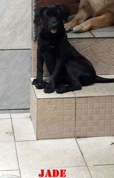 Cachorro ra a SRD idade 2 a 6 meses nome JADE