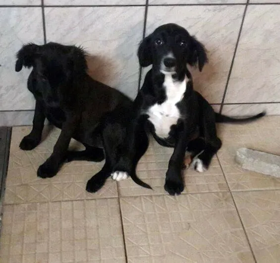 Cachorro ra a SRD idade 2 a 6 meses nome JADE