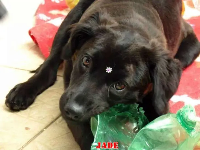 Cachorro ra a SRD idade 2 a 6 meses nome JADE