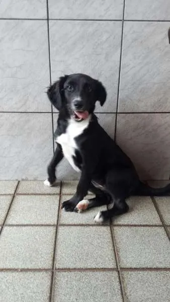 Cachorro ra a SRD idade 2 a 6 meses nome CRYSTAL