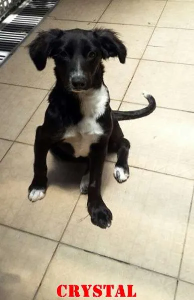 Cachorro ra a SRD idade 2 a 6 meses nome CRYSTAL