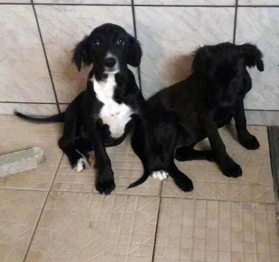 Cachorro ra a SRD idade 2 a 6 meses nome CRYSTAL