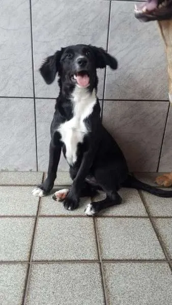 Cachorro ra a SRD idade 2 a 6 meses nome CRYSTAL