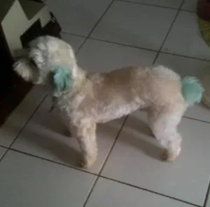 Cachorro raça poodle idade 4 anos nome tuffi