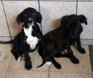 Cachorro raça SRD idade 2 a 6 meses nome CRYSTAL