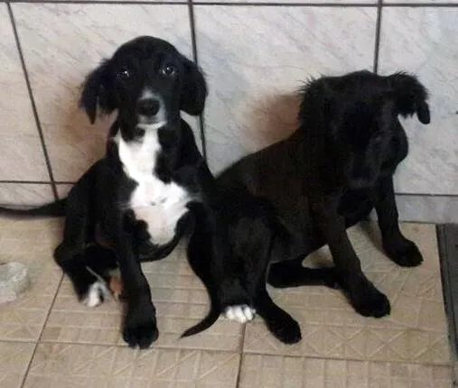 Cachorro ra a SRD idade 2 a 6 meses nome CRYSTAL