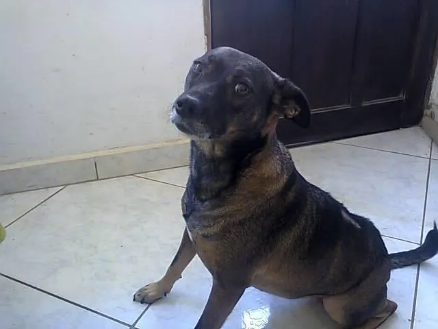 Cachorro ra a SRD idade 2 anos nome Tita e Mel 