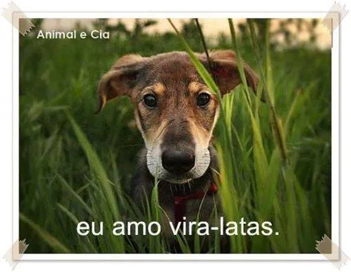 Cachorro ra a SRD idade 2 anos nome Tita e Mel 