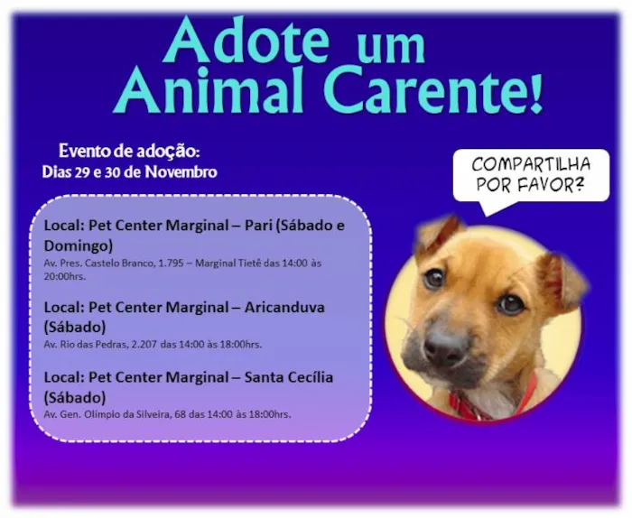 Cachorro ra a SRD idade 2 anos nome Tita e Mel 