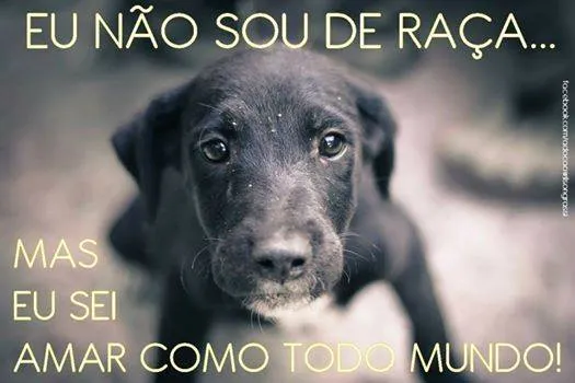 Cachorro ra a SRD idade 2 anos nome Tita e Mel 