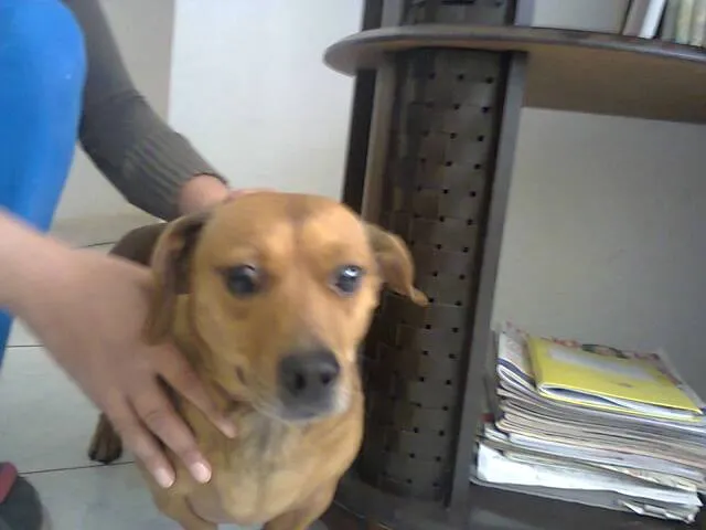 Cachorro ra a SRD idade 2 anos nome Tita e Mel 
