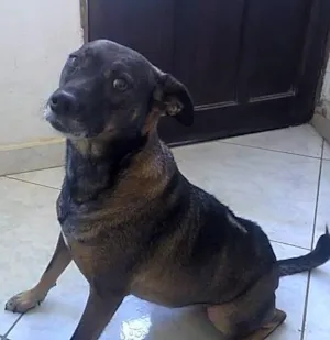 Cachorro raça SRD idade 2 anos nome Tita e Mel 