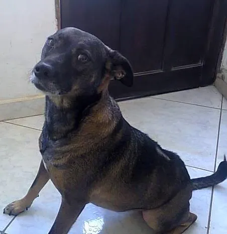 Cachorro ra a SRD idade 2 anos nome Tita e Mel 