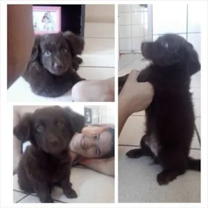 Cachorro raça Mistura de Poodle com Maltês idade 2 a 6 meses nome Bruce