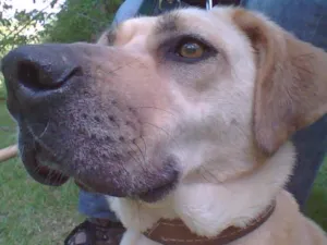 Cachorro raça SRD idade 4 anos nome Bebel