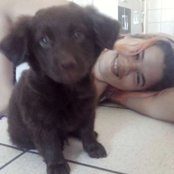 Cachorro ra a Mistura de Poodle com Maltês idade 2 a 6 meses nome Bruce