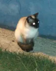 Tita