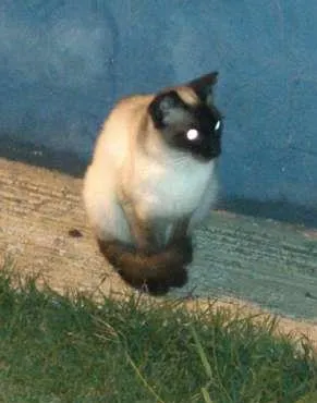 Gato ra a SRD idade 1 ano nome Tita