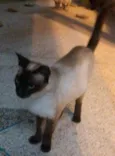 Tita