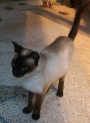 Gato raça SRD idade 1 ano nome Tita