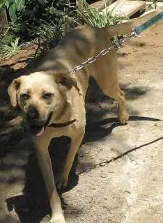 Cachorro raça SRD idade 4 anos nome Bebel
