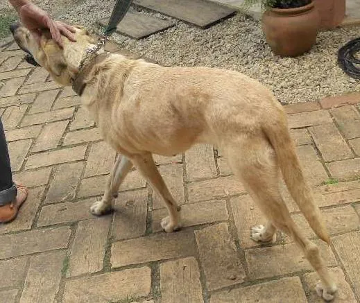 Cachorro raça SRD idade 4 anos nome Bebel