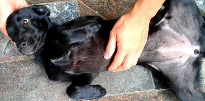 Cachorro ra a Sem raça definida idade 2 a 6 meses nome Aminha