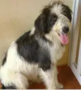 Pequeno