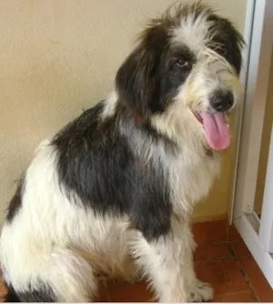 Cachorro raça Sem Raça Definida idade 2 anos nome Pequeno
