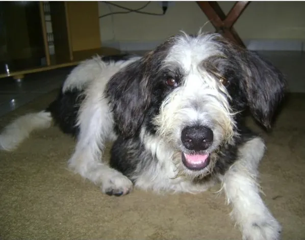 Cachorro ra a Sem Raça Definida idade 2 anos nome Pequeno