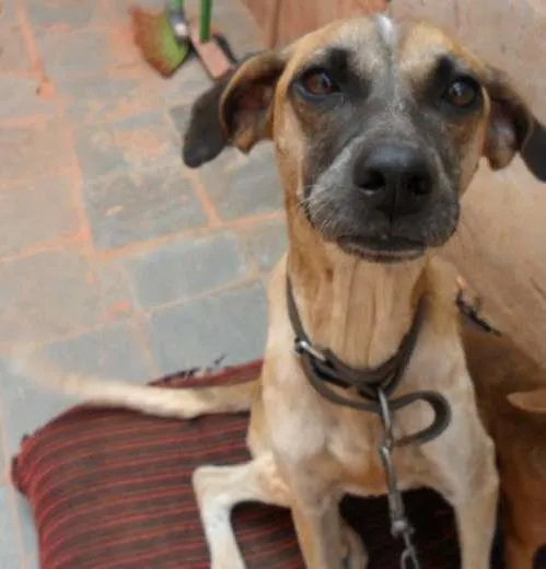 Cachorro raça  idade 2 anos nome Lady