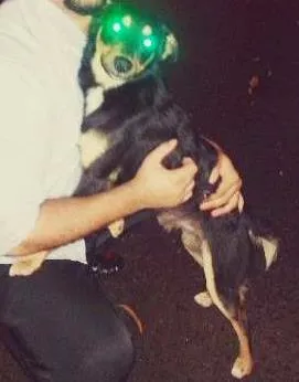 Cachorro raça VL idade 7 a 11 meses nome Chorão