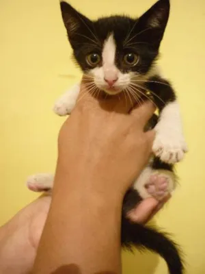 Gato raça Brazilian Shorthair idade 2 a 6 meses nome Sem Nome 