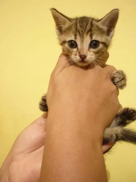 Gato raça Brazilian Shorthair idade 2 a 6 meses nome Sem Nome 
