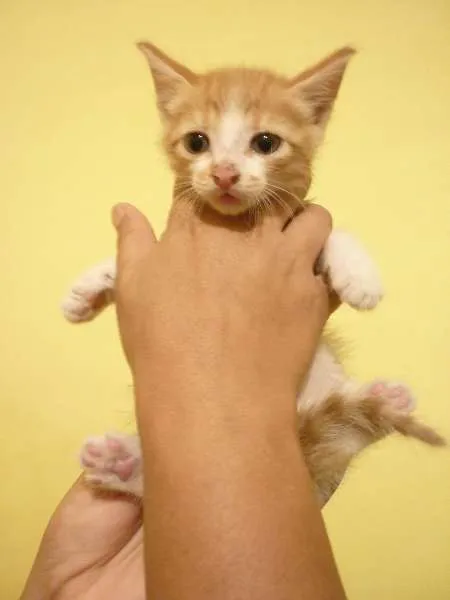 Gato raça Brazilian Shorthair idade 2 a 6 meses nome Sem Nome 