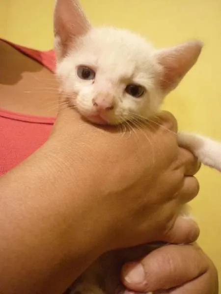 Gato raça Brazilian Shorthair idade 2 a 6 meses nome Sem Nome 