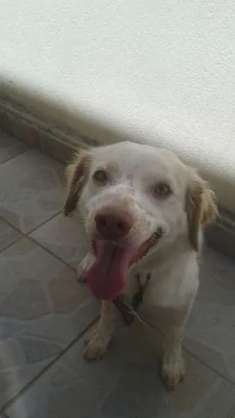 Cachorro ra a Indefinida idade 1 ano nome Mabele