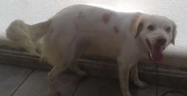 Cachorro ra a Indefinida idade 1 ano nome Mabele