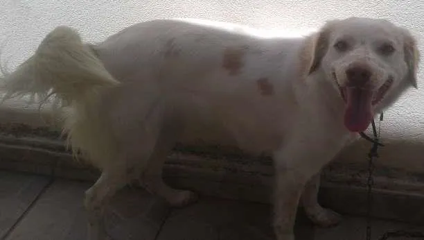 Cachorro ra a Indefinida idade 1 ano nome Mabele